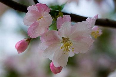 SE《圣剑传说》手游《Echoes of Mana》新视频